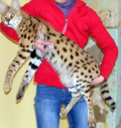 exóticas savana gatinhos f1 e Serval disponíveis